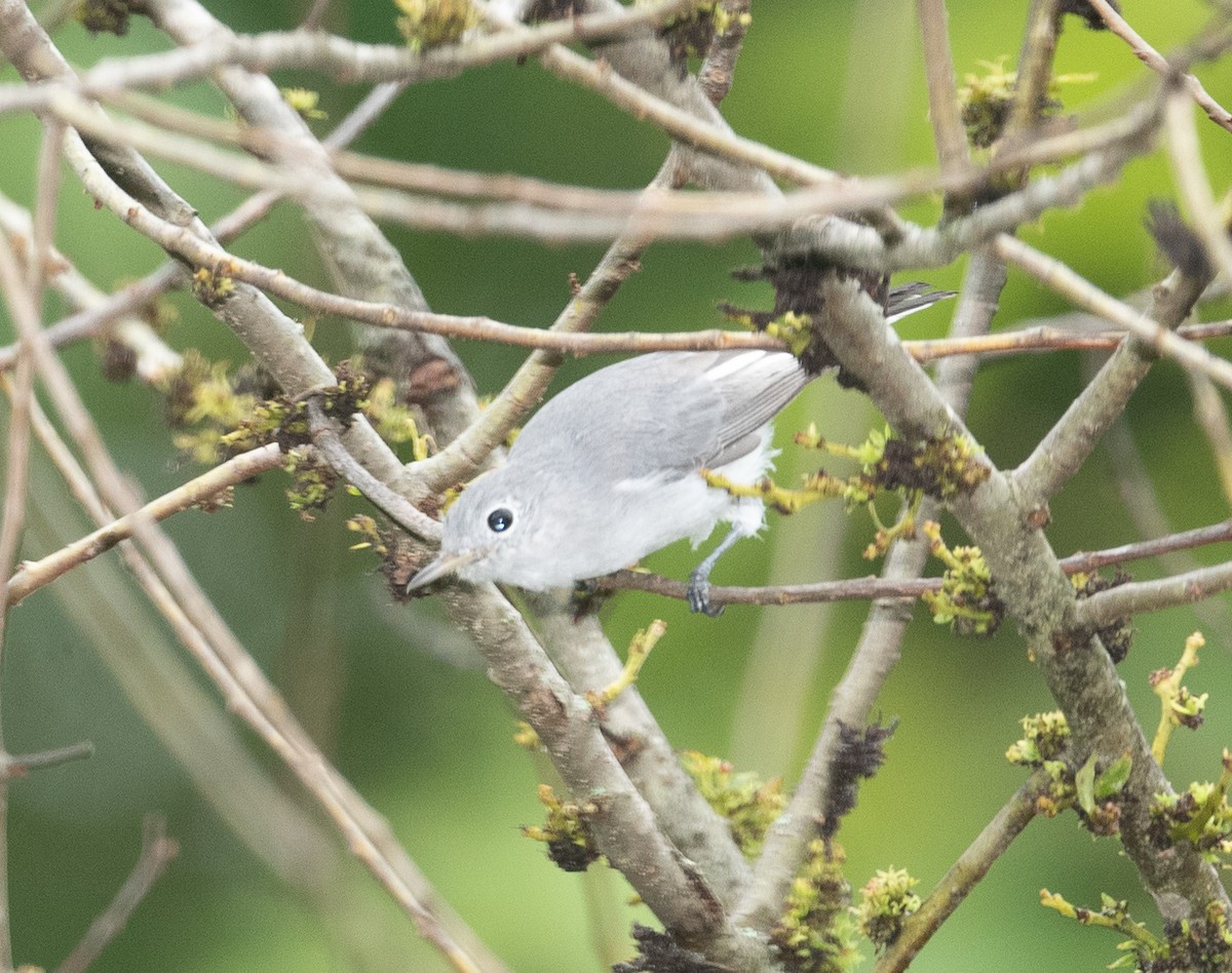 Blue-gray Gnatcatcher - ML355277701