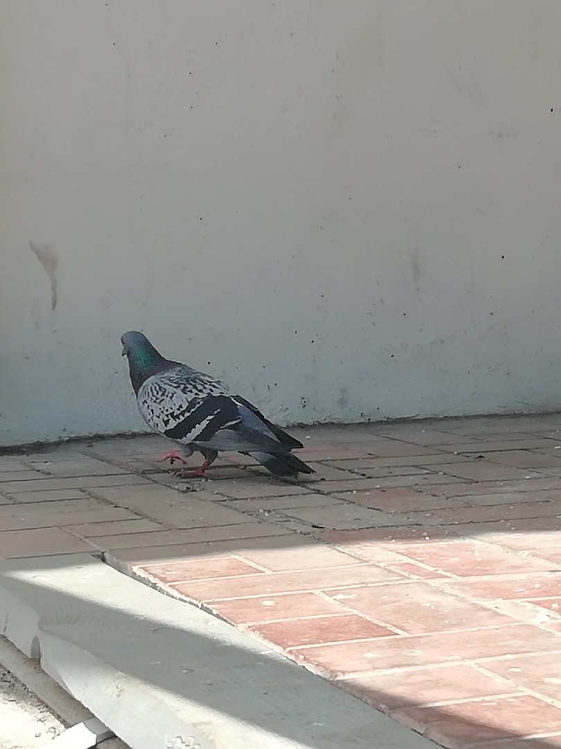 Rock Pigeon (Feral Pigeon) - ML355277941