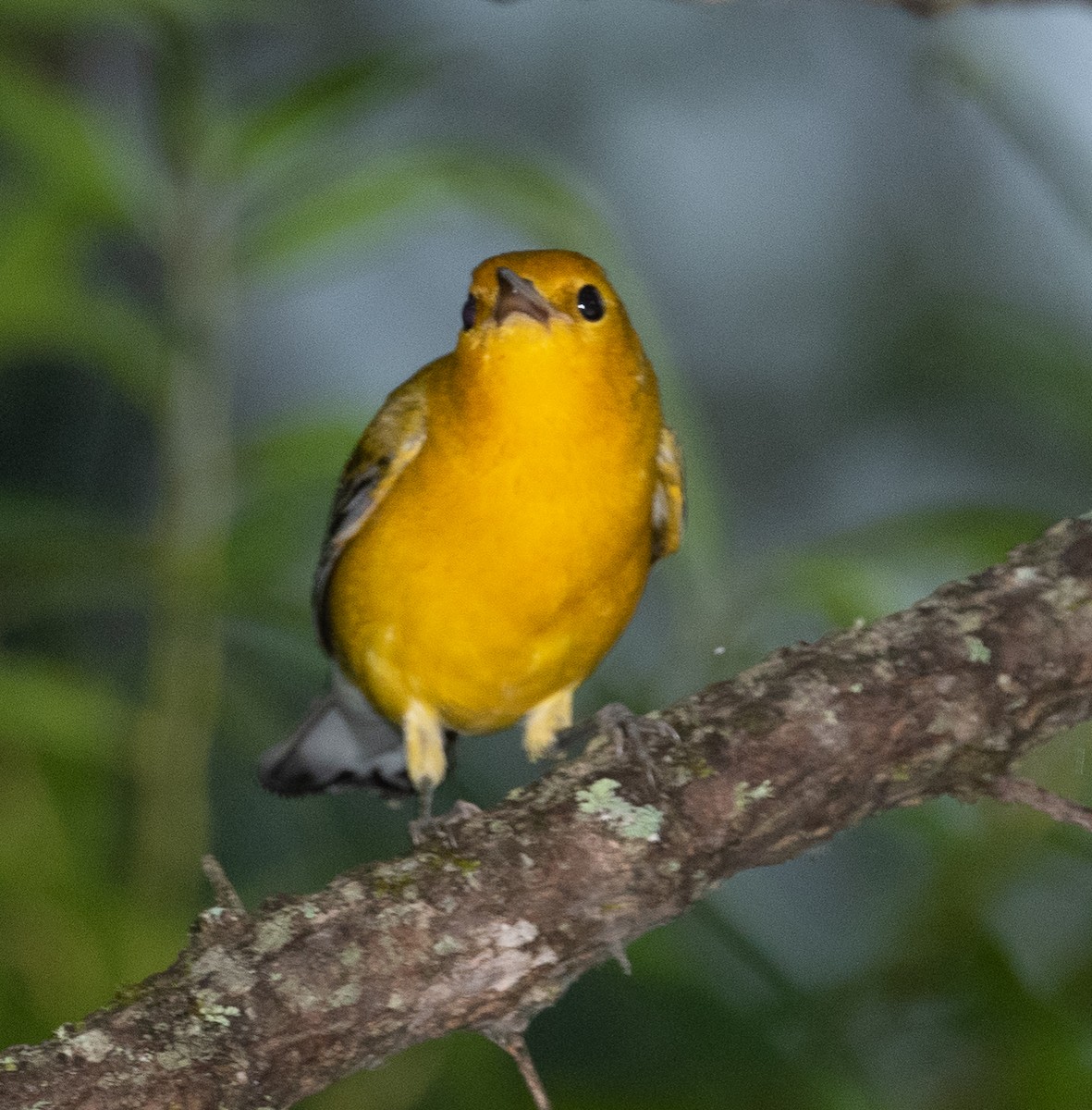Prothonotary Warbler - ML355278041