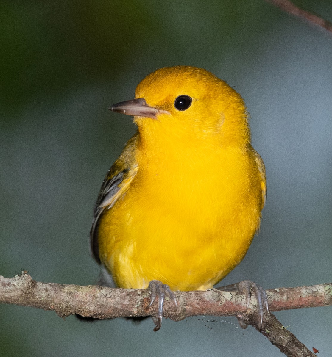 Prothonotary Warbler - ML355278121