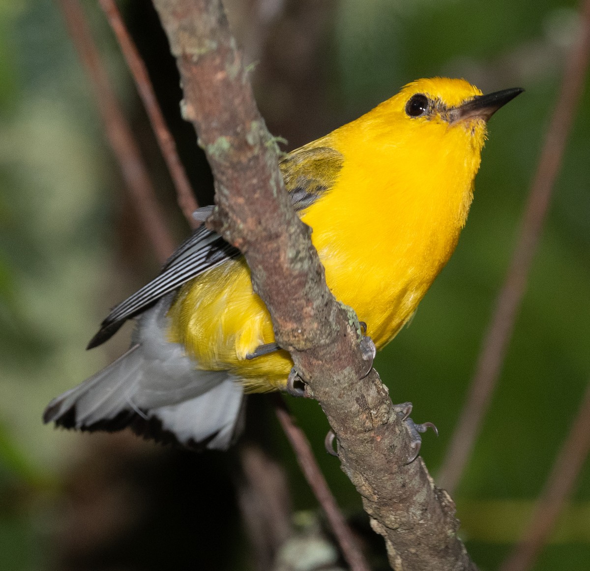 Prothonotary Warbler - ML355278291