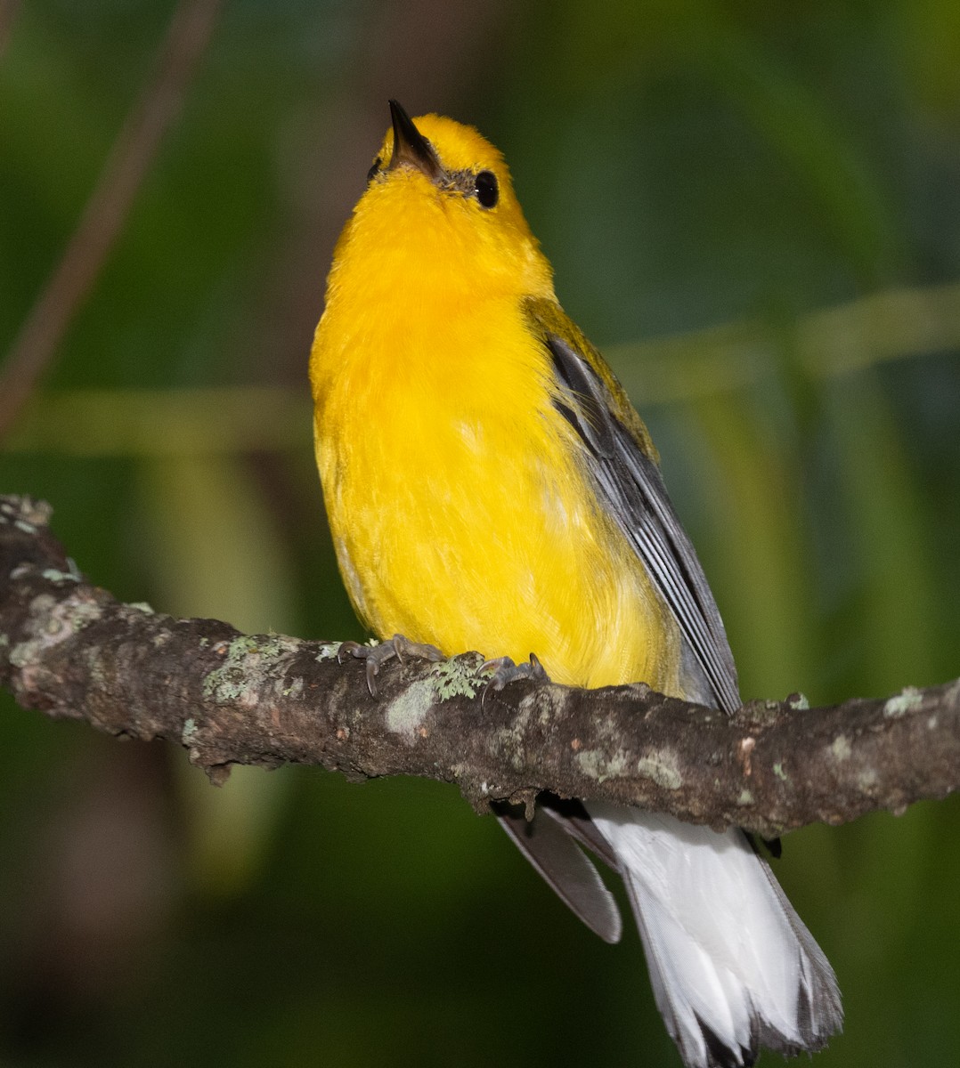 Prothonotary Warbler - ML355278341