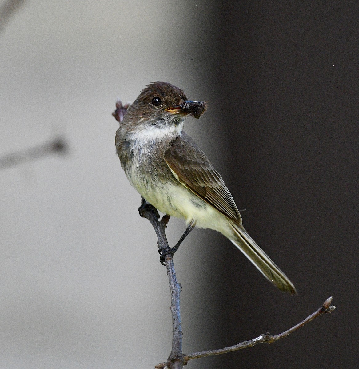 Eastern Phoebe - ML355278951