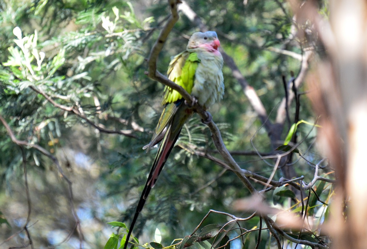 Princess Parrot - ML35527961