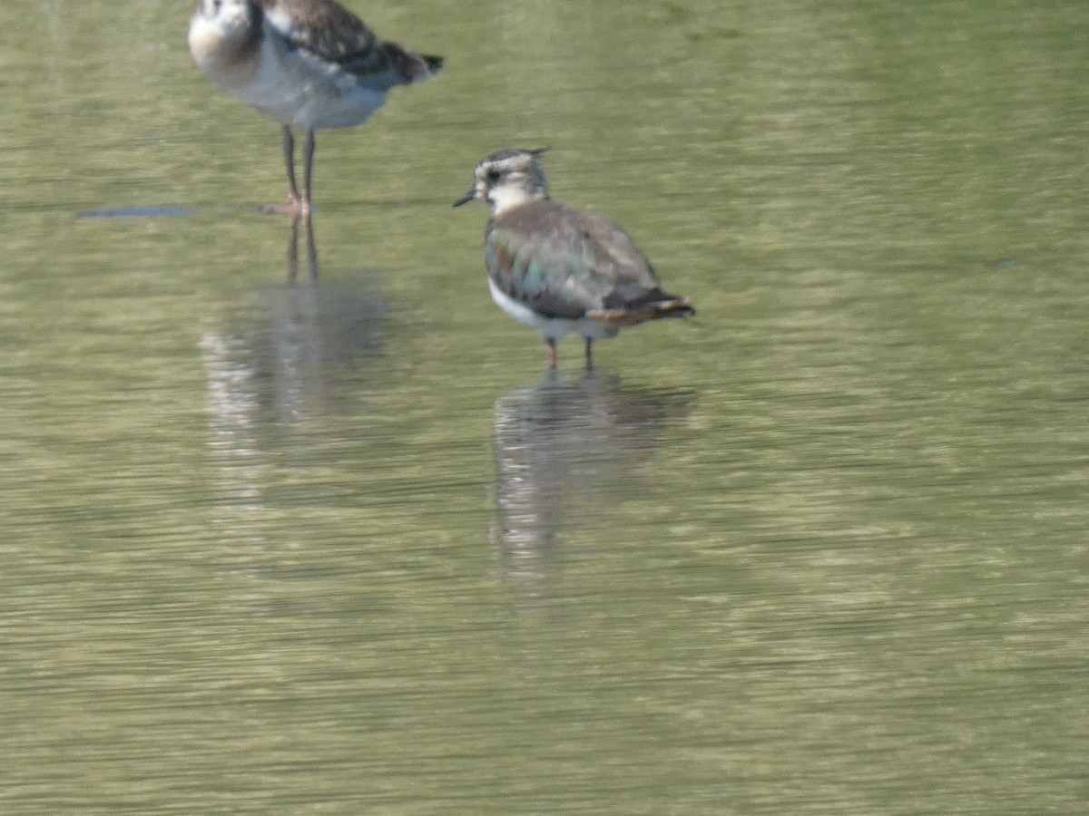 Northern Lapwing - Mike Tuer