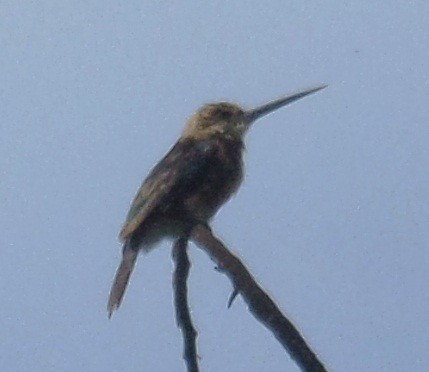 Pale-headed Jacamar - Alfredo Correa