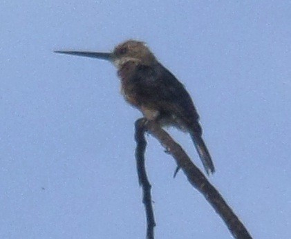 Pale-headed Jacamar - Alfredo Correa