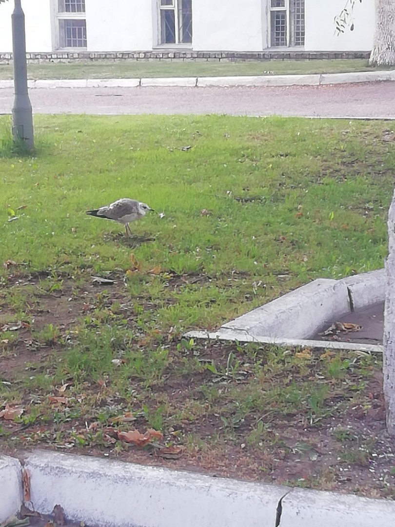 Common Gull - Таисия Воронова