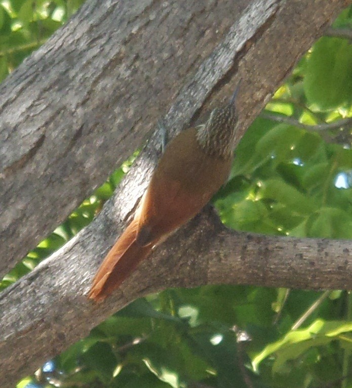 Streak-headed Woodcreeper - ML355286651