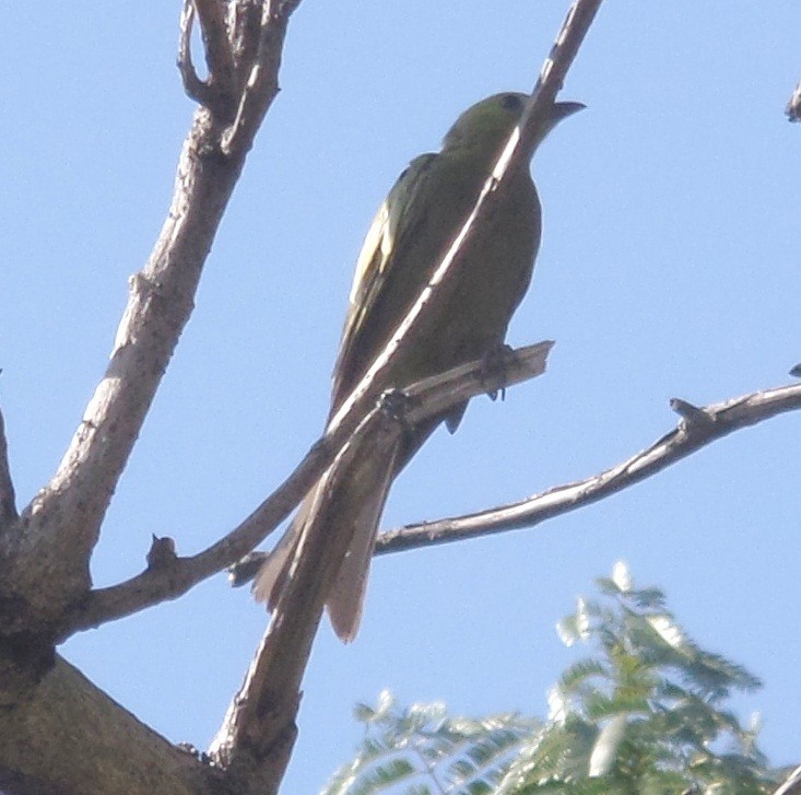 Palm Tanager - Alfredo Correa