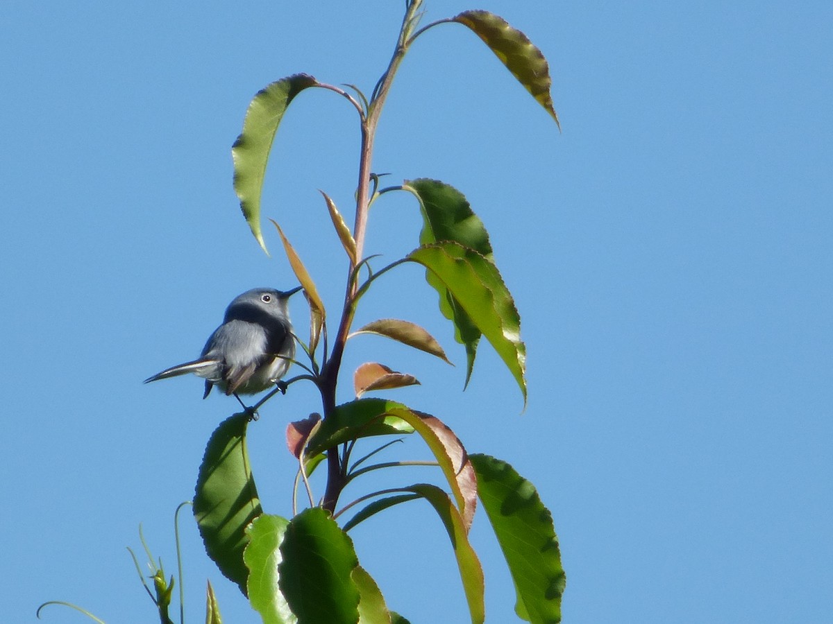 Blue-gray Gnatcatcher - Charlie Spencer