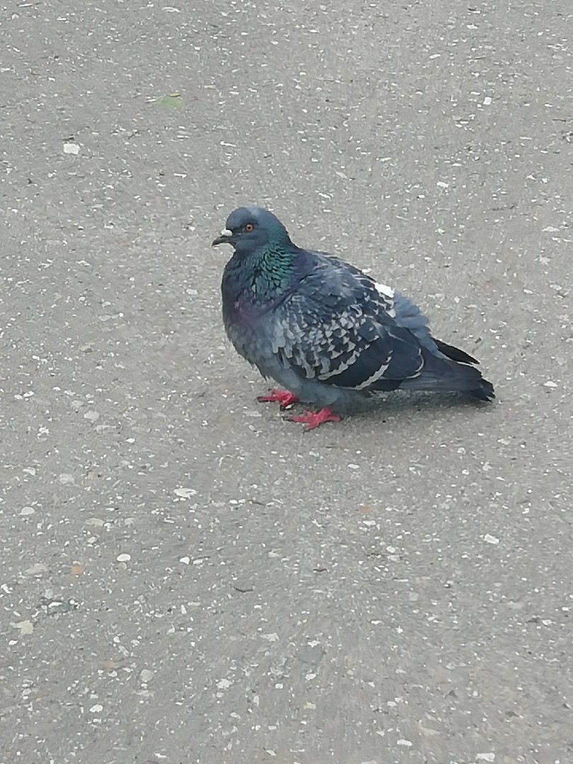 Rock Pigeon (Feral Pigeon) - ML355288611