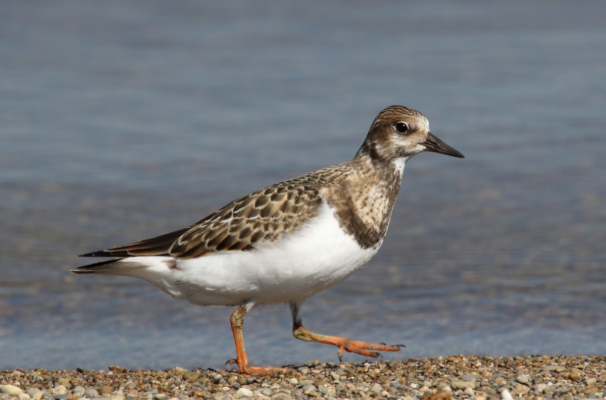 Ruddy Turnstone - Julia Billings