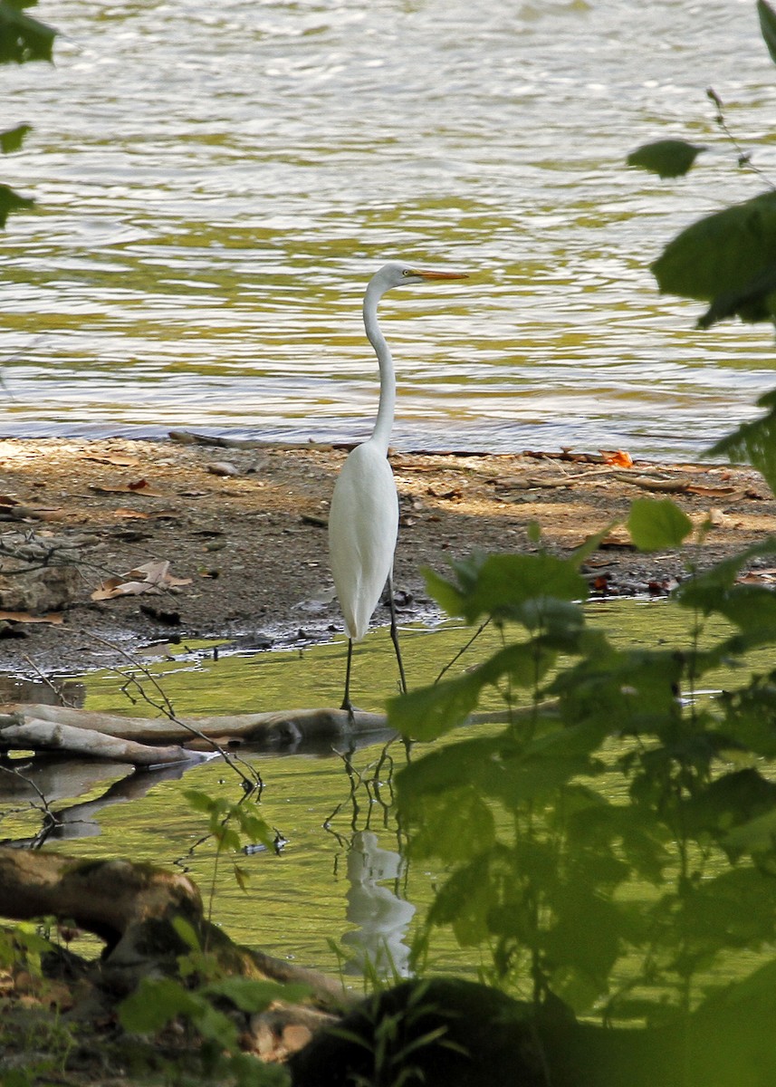 Great Egret - ML355290491