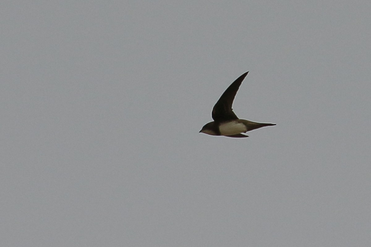 Alpine Swift - António Gonçalves