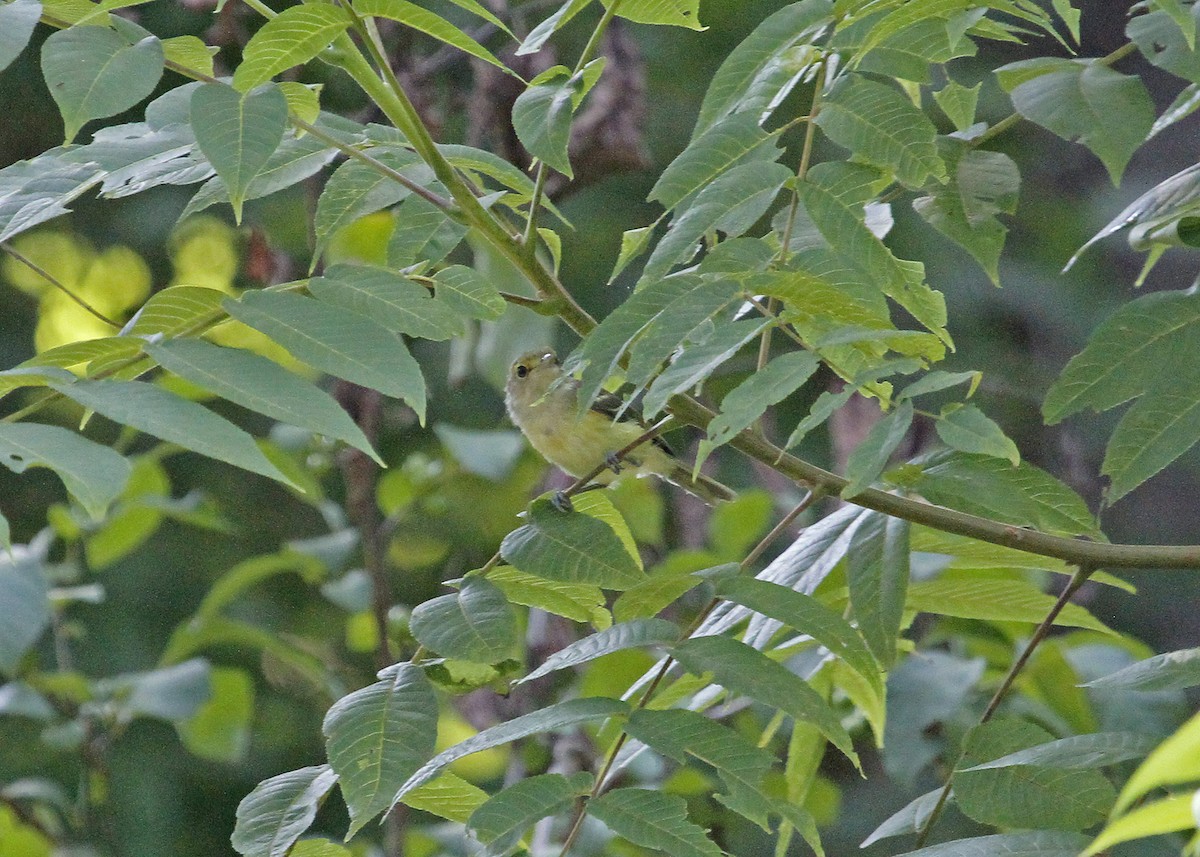 White-eyed Vireo - ML355291011