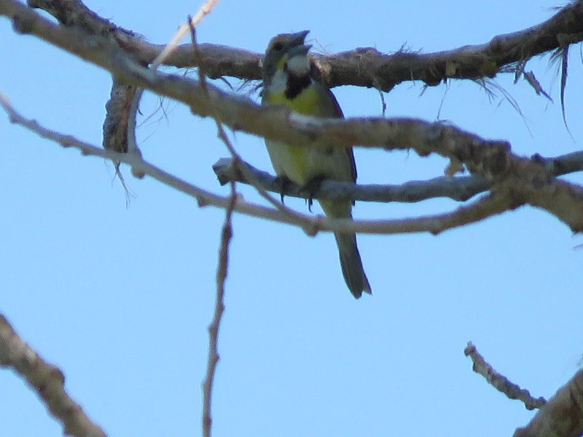 Dickcissel - ML355293031