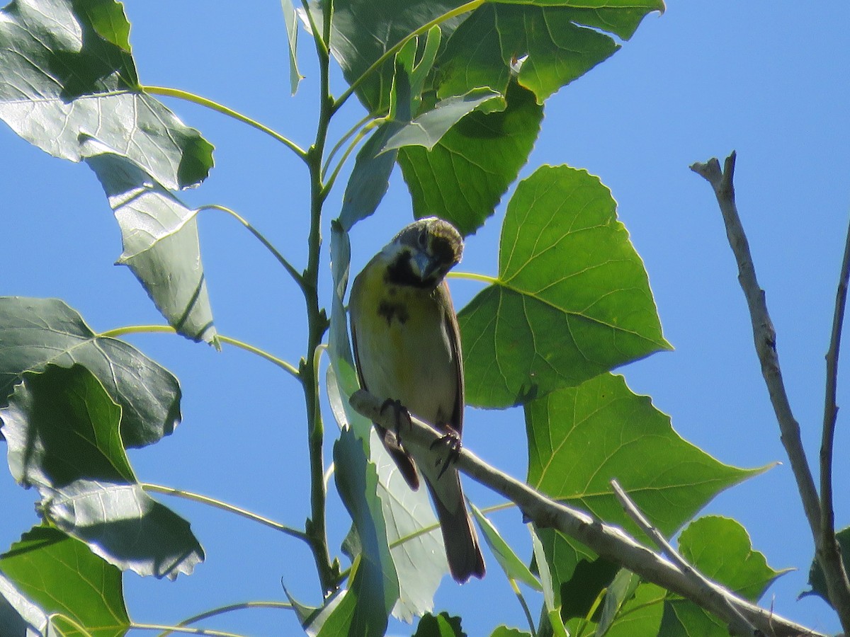 Dickcissel - ML355293101