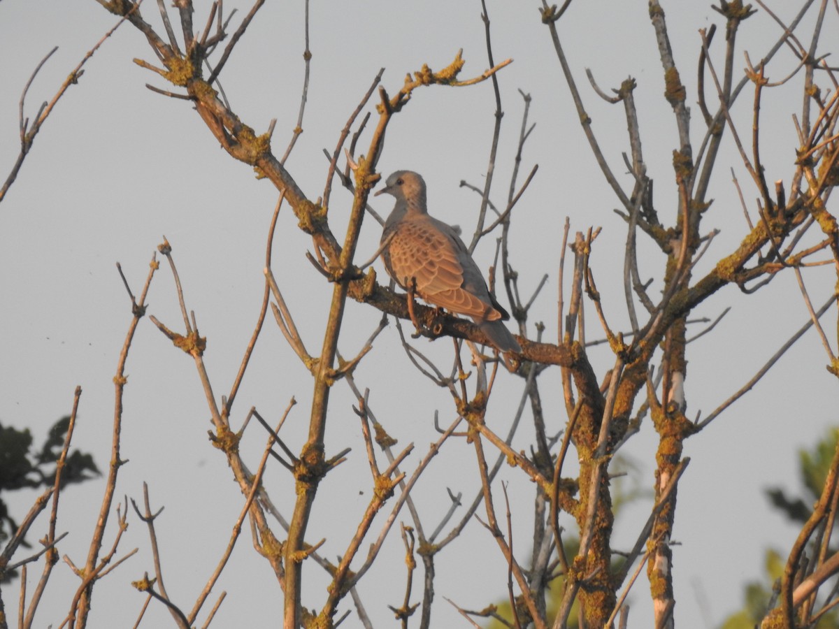 European Turtle-Dove - ML355300811