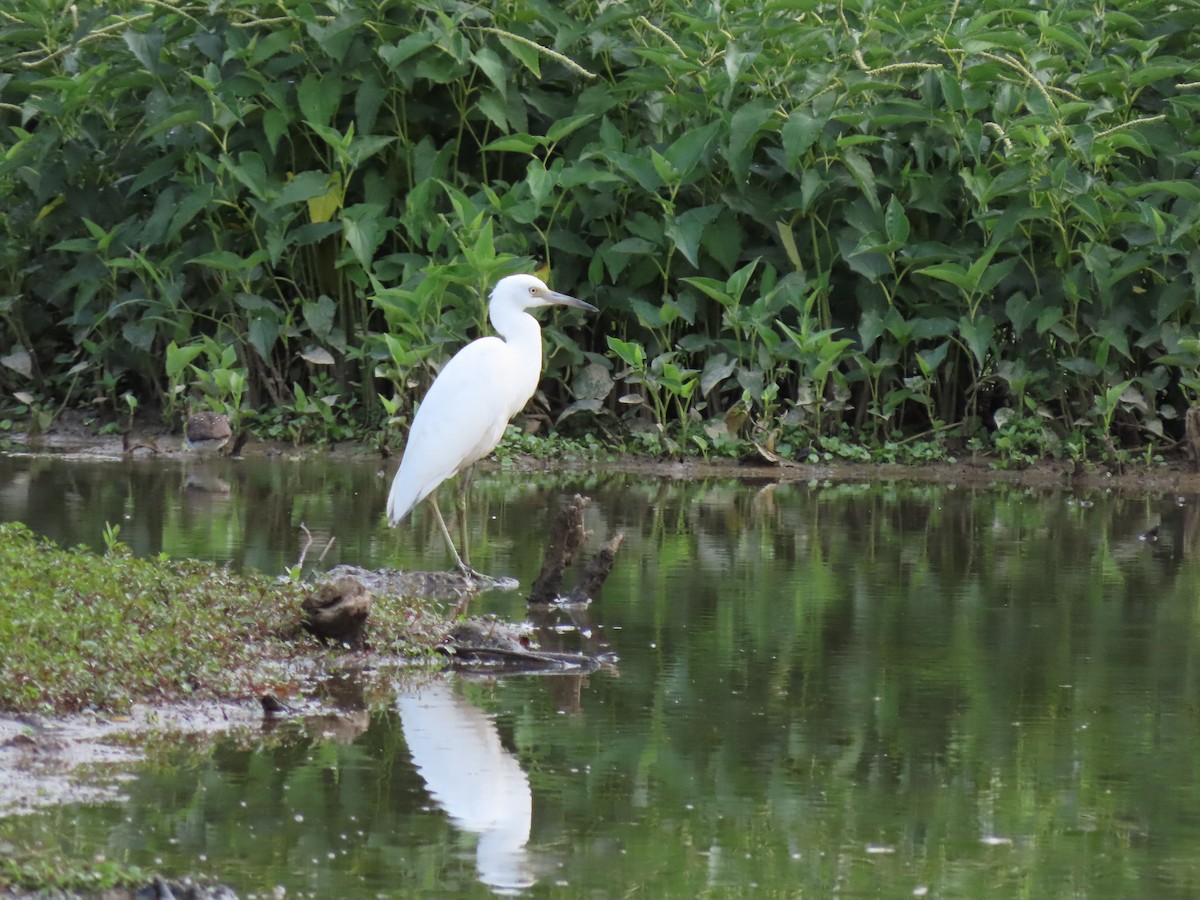 Little Blue Heron - ML355301761