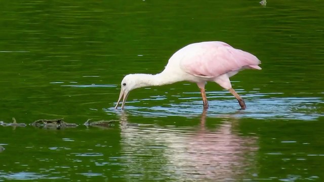 Roseate Spoonbill - ML355301781