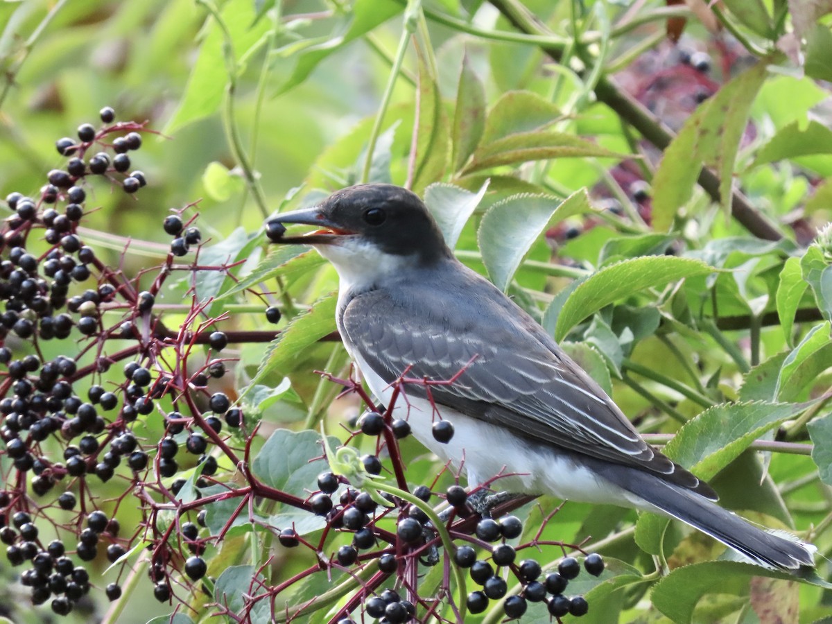 Eastern Kingbird - Quinn Emmering