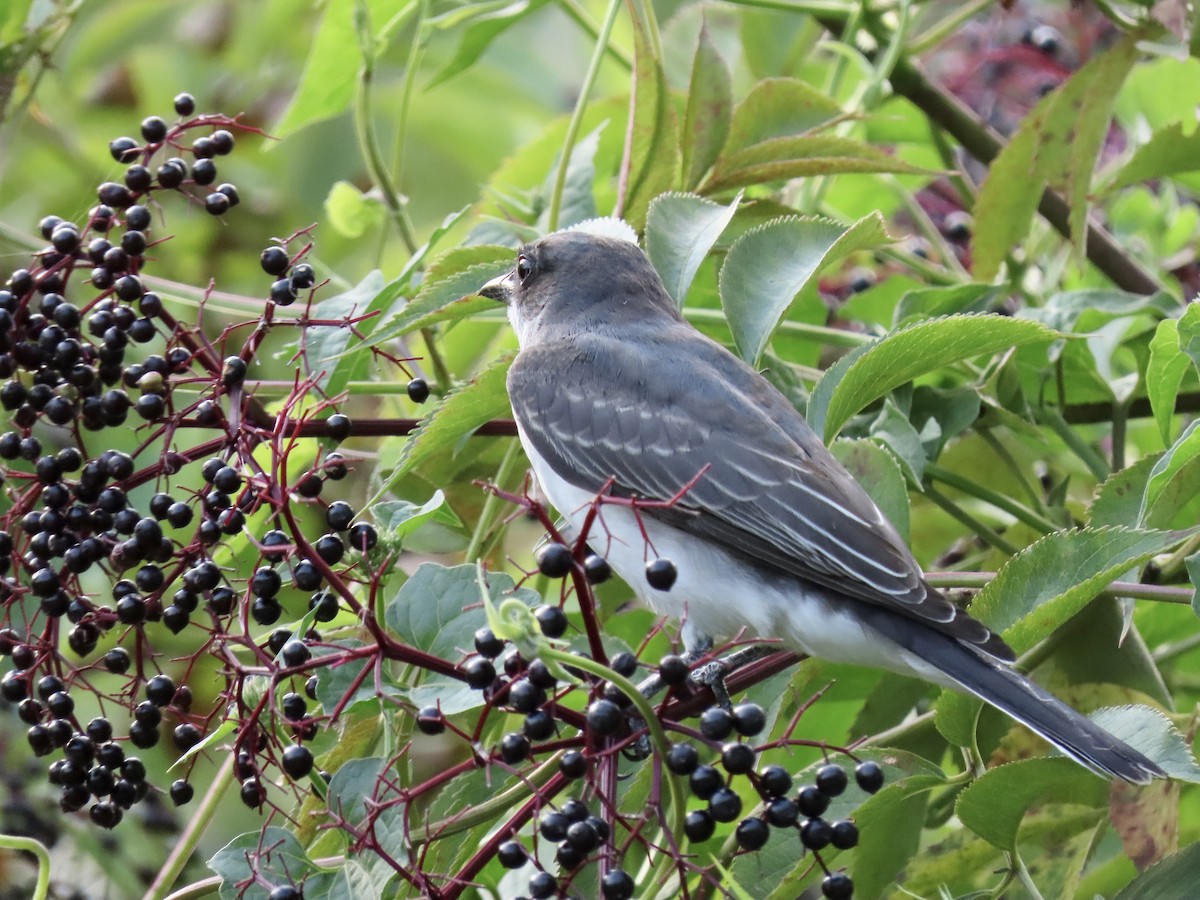 Eastern Kingbird - ML355302371