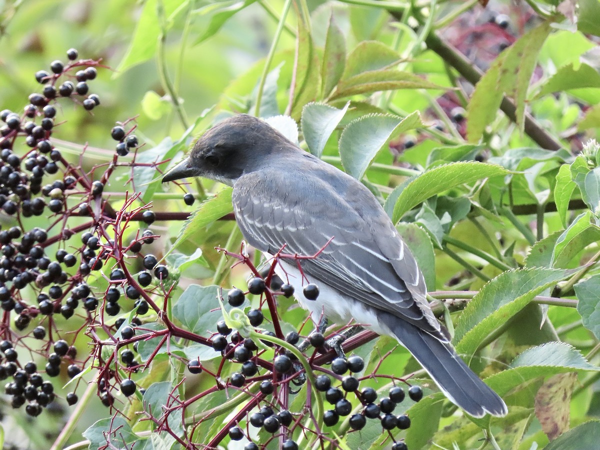 Eastern Kingbird - Quinn Emmering