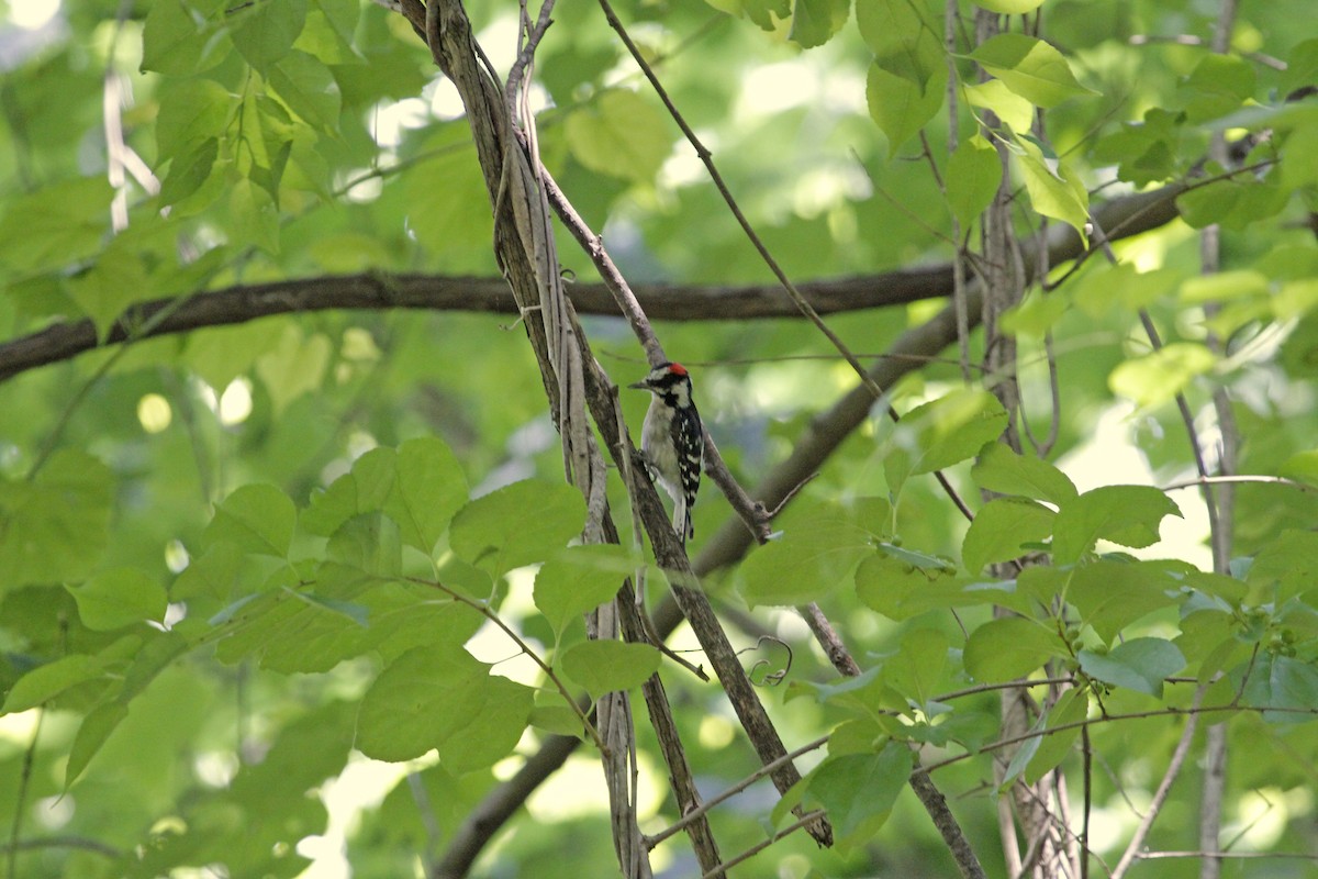 Hairy Woodpecker - ML355302981