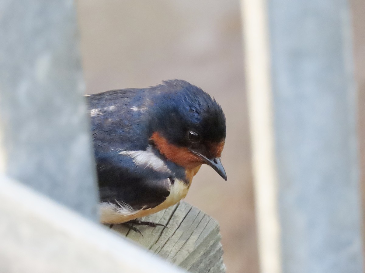 Barn Swallow (American) - ML355303171