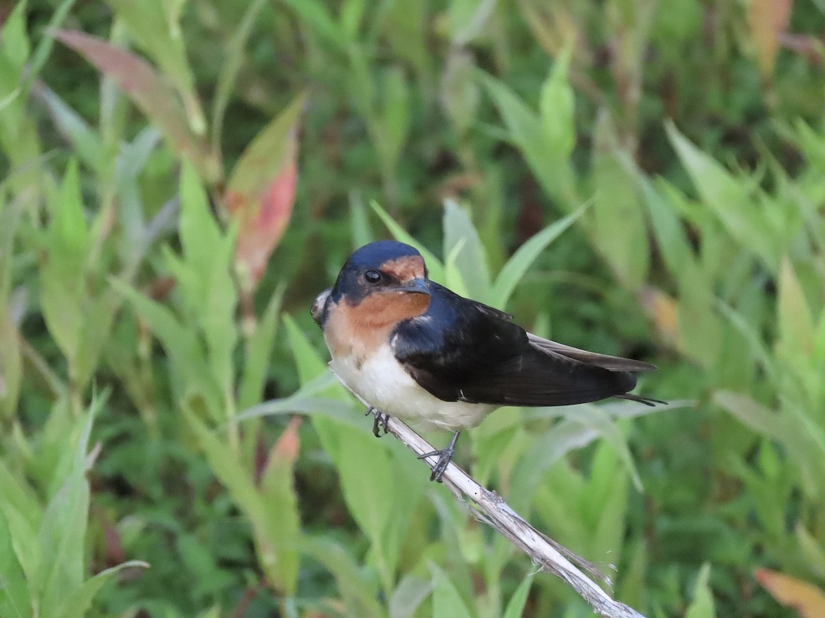 Barn Swallow (American) - Quinn Emmering