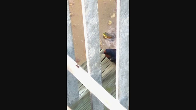 Barn Swallow (American) - ML355303411