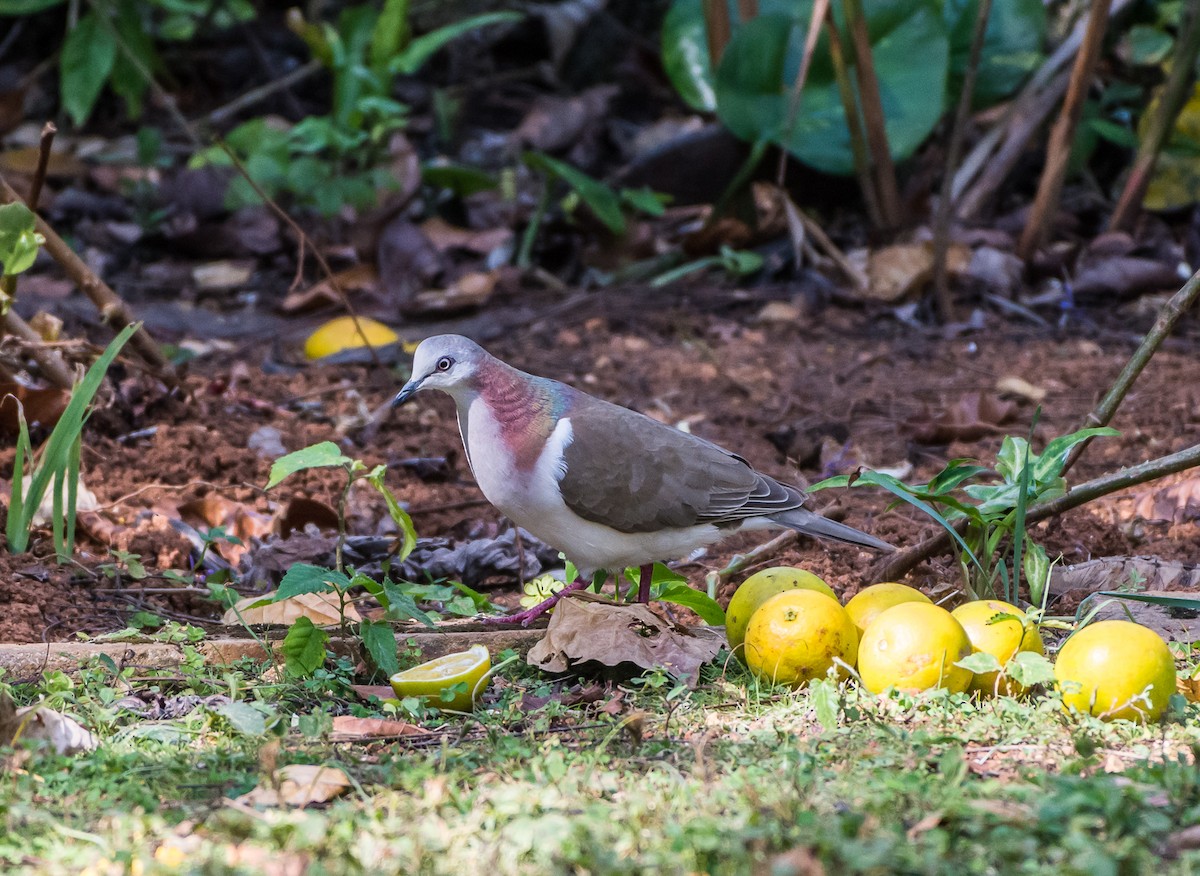 Caribbean Dove - ML355303441