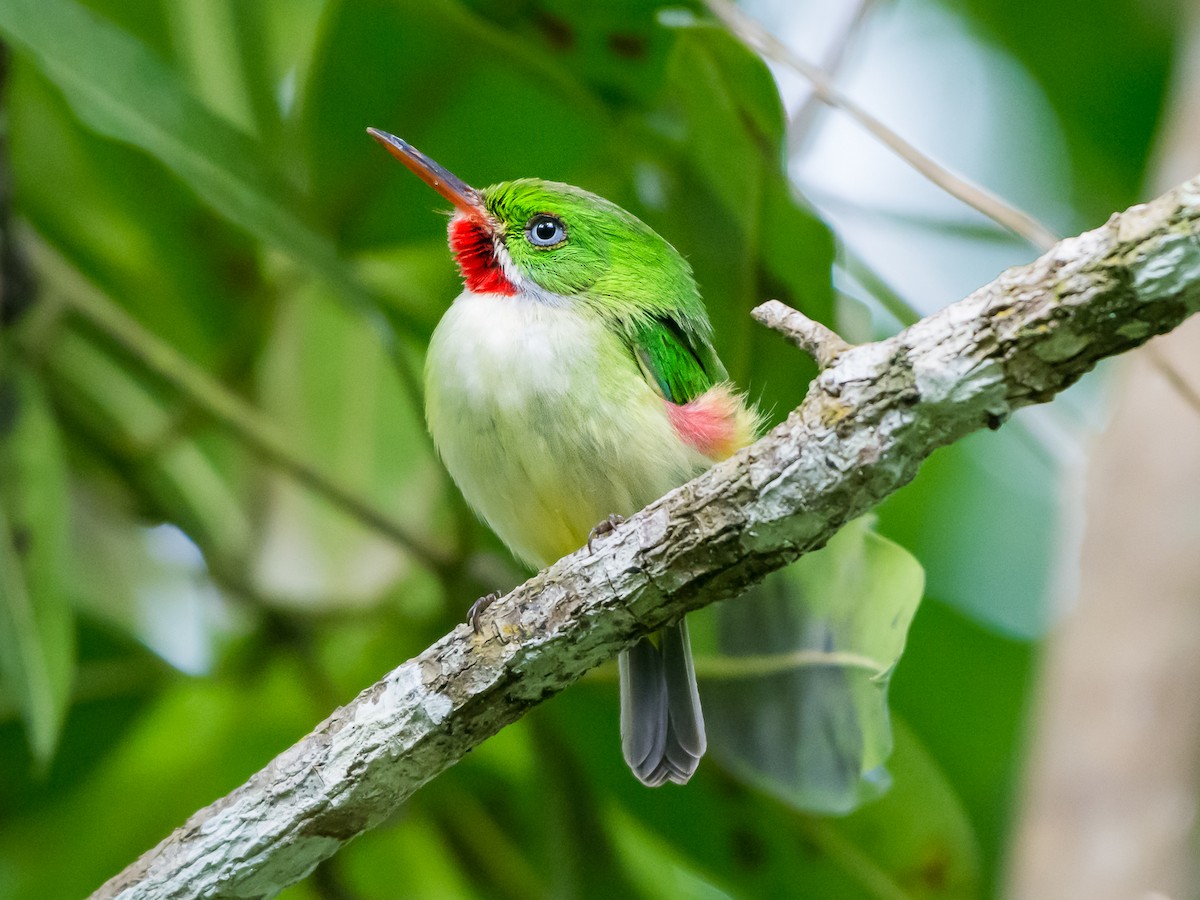 Jamaican Tody - Lisa & Li Li