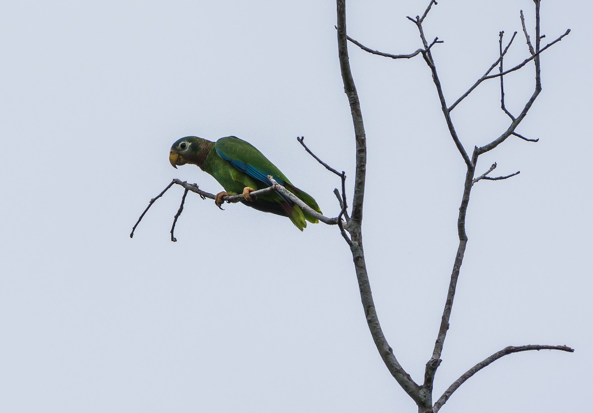 Yellow-billed Parrot - Lisa & Li Li