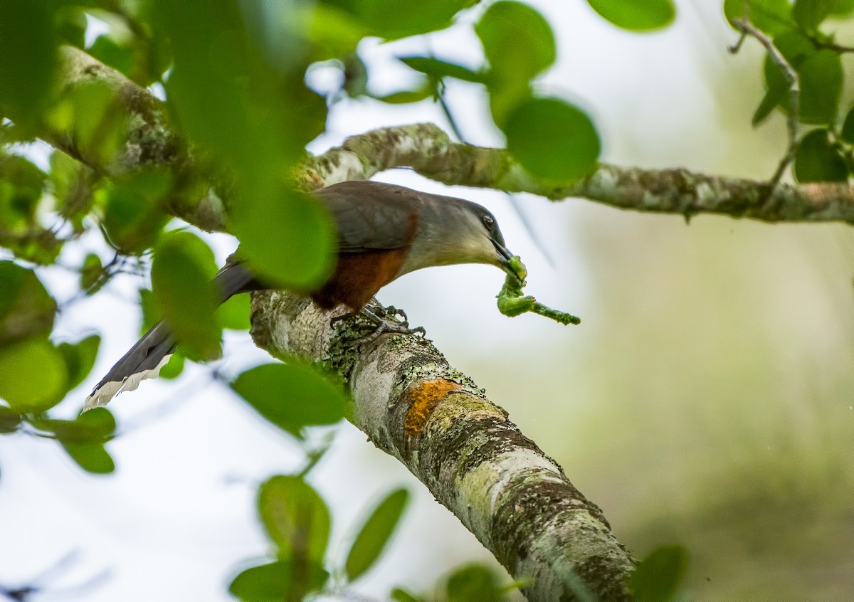 Chestnut-bellied Cuckoo - ML355305441