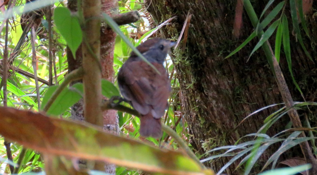 Slaty Gnateater - Fernando Angulo - CORBIDI