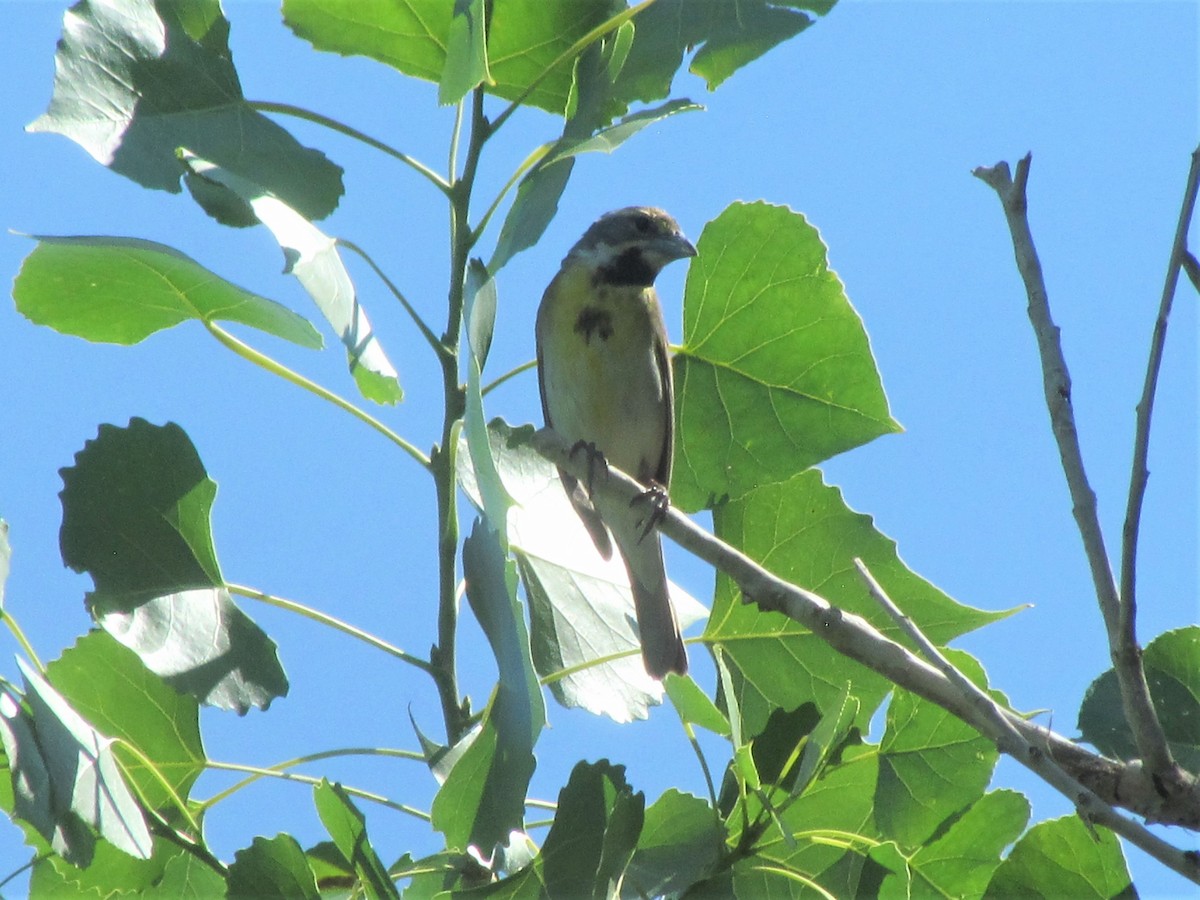 Dickcissel - ML355306911