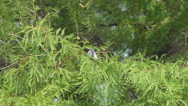 Yellow-throated Warbler - ML355307031