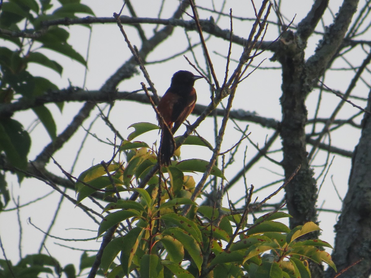 Orchard Oriole - ML355307451