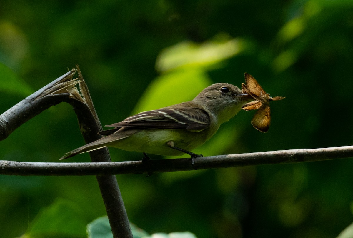 Alder Flycatcher - Rich Ashcraft