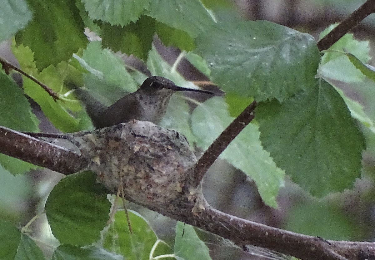 Black-chinned Hummingbird - ML355308381