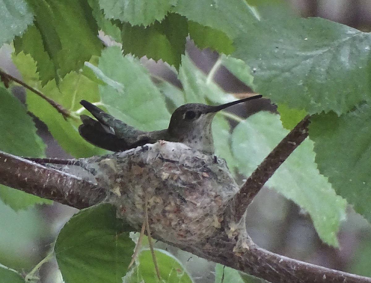 Black-chinned Hummingbird - ML355308441