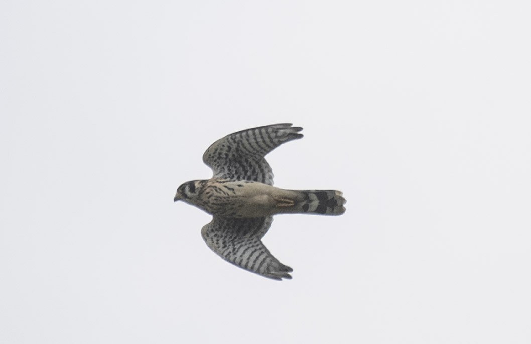 American Kestrel - ML355308461