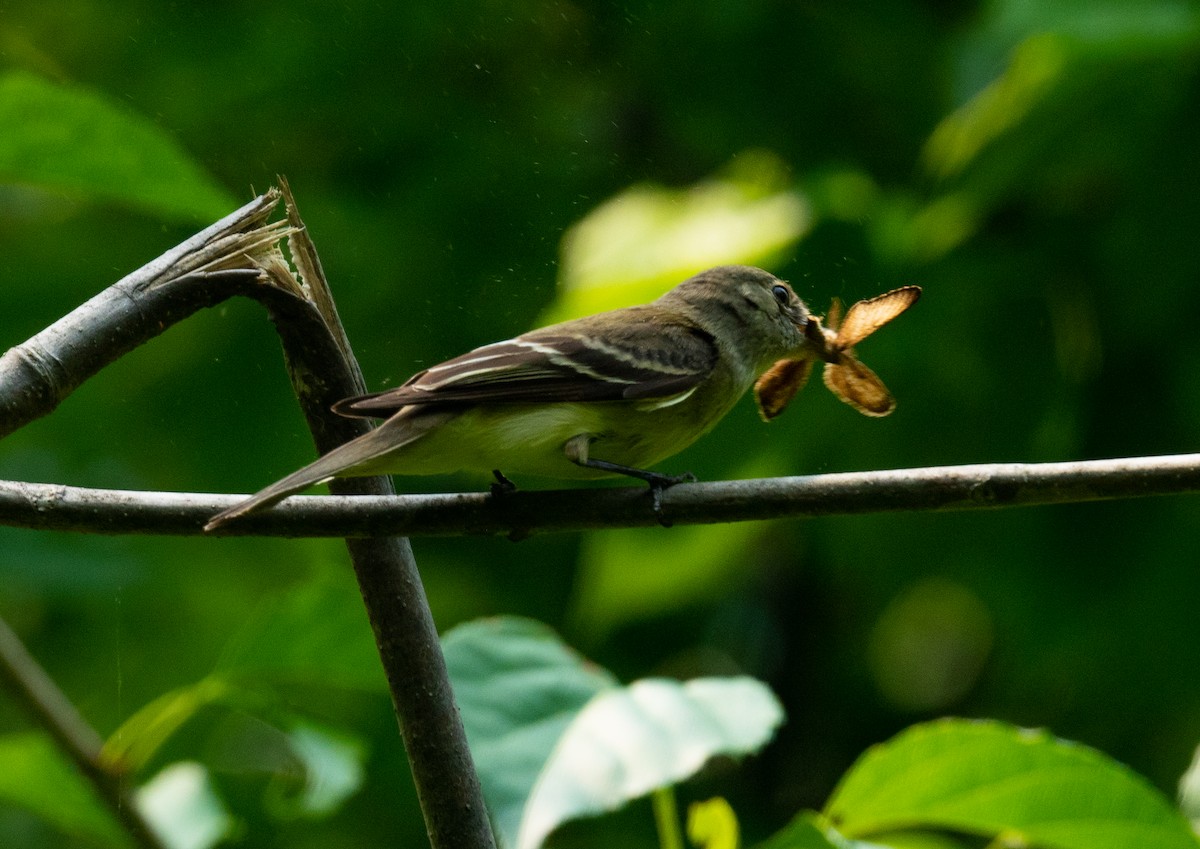 Alder Flycatcher - ML355308501