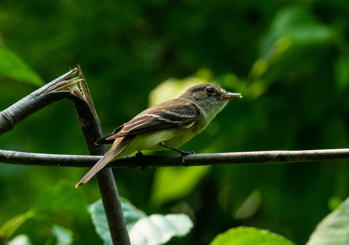 Alder Flycatcher - ML355308781