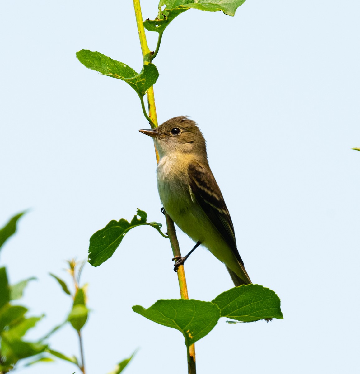 Alder Flycatcher - ML355308871