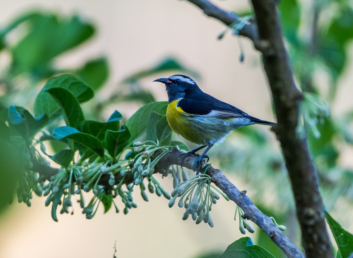 Bananaquit - ML355311271