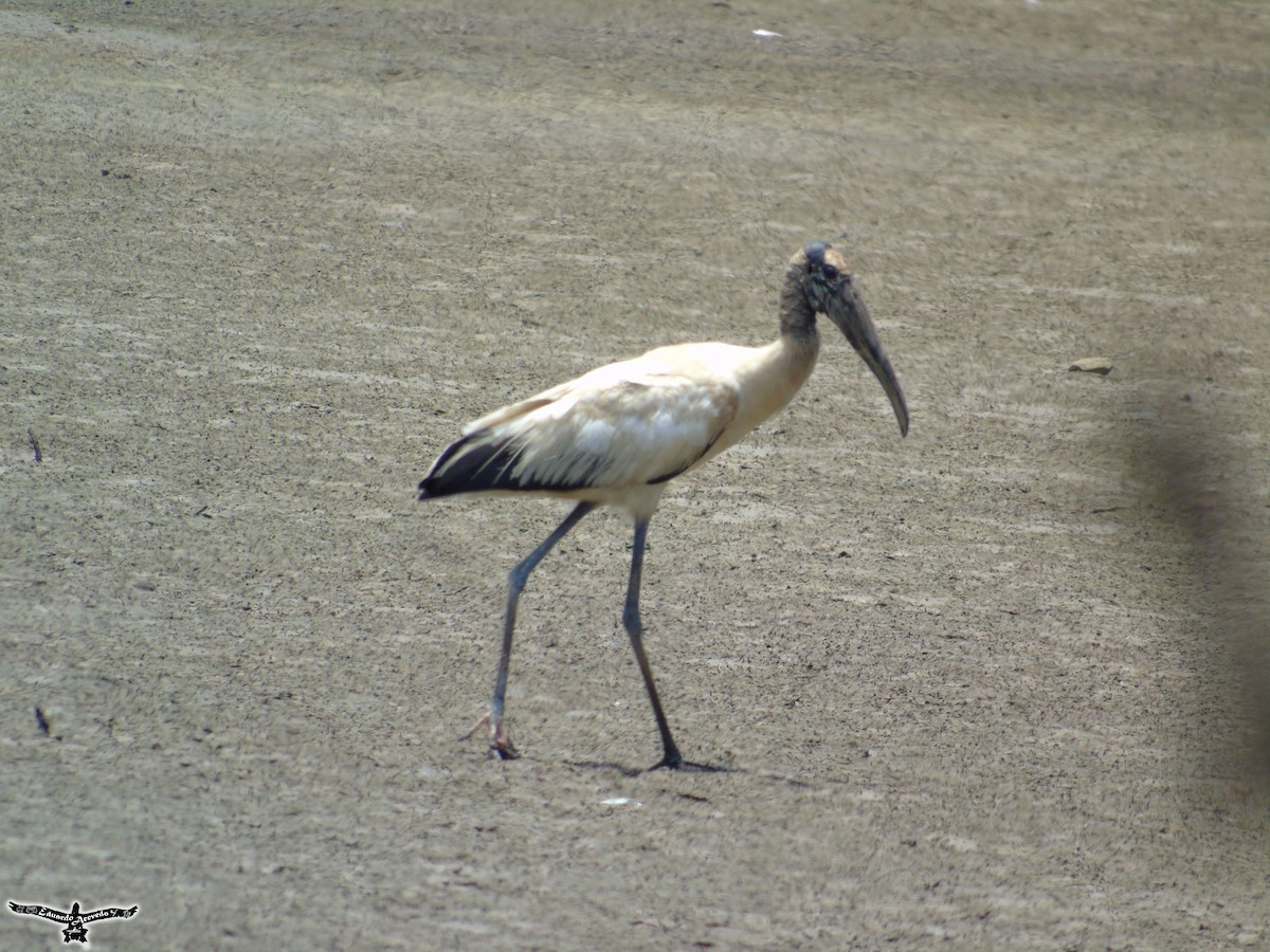 Wood Stork - ML35531151