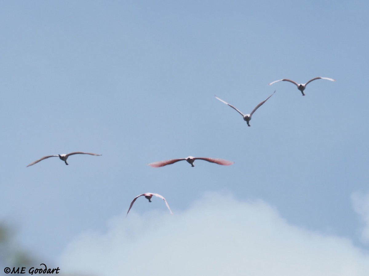 Roseate Spoonbill - Mary Goodart